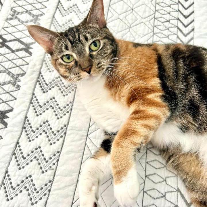 Enlarge Corinna, a Adoptable Domestic Short Hair in Fort Lauderdale, FL image 4/6