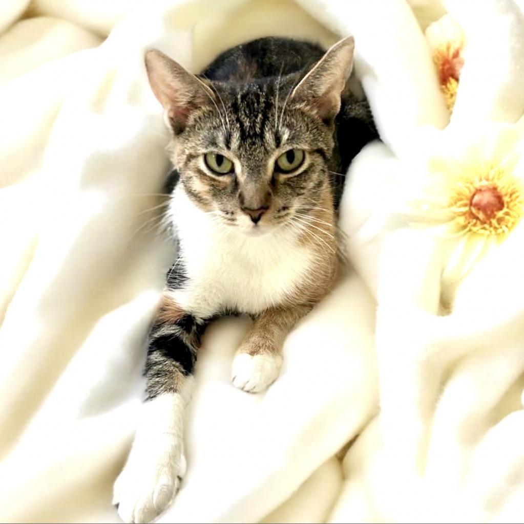 Enlarge Corinna, a Adoptable Domestic Short Hair in Fort Lauderdale, FL image 5/6