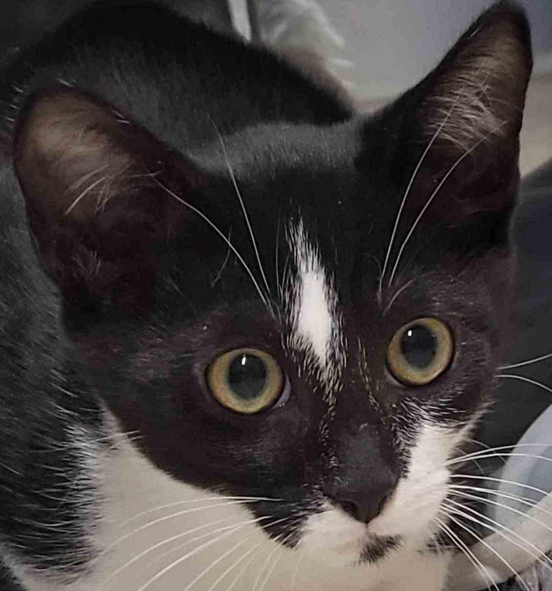 Charles and Camilla 8 months, a Adoptable Domestic Short Hair in Sterling, MA image 1/3