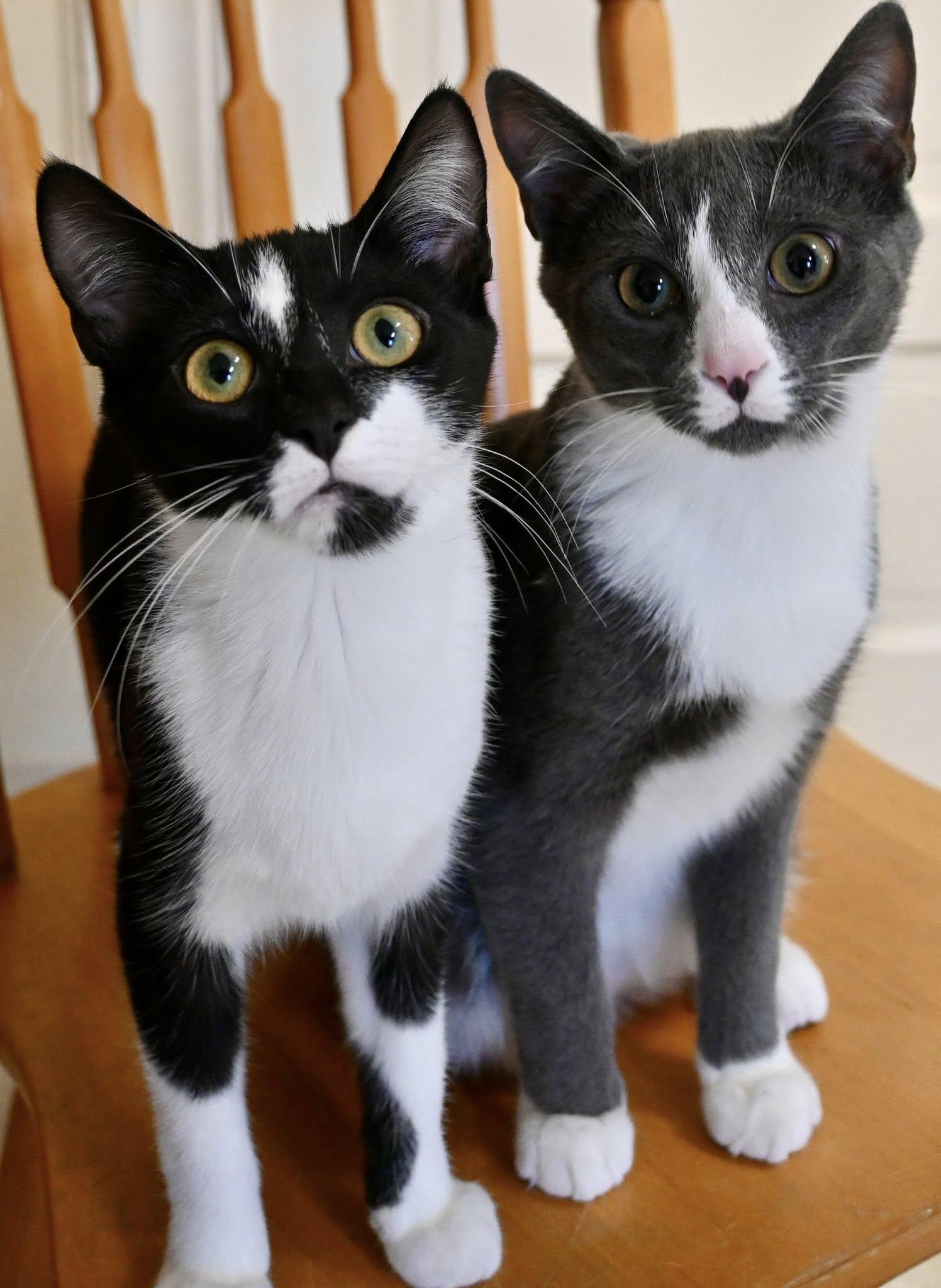 Charles and Camilla 8 months, a Adoptable Domestic Short Hair in Sterling, MA image 2/3