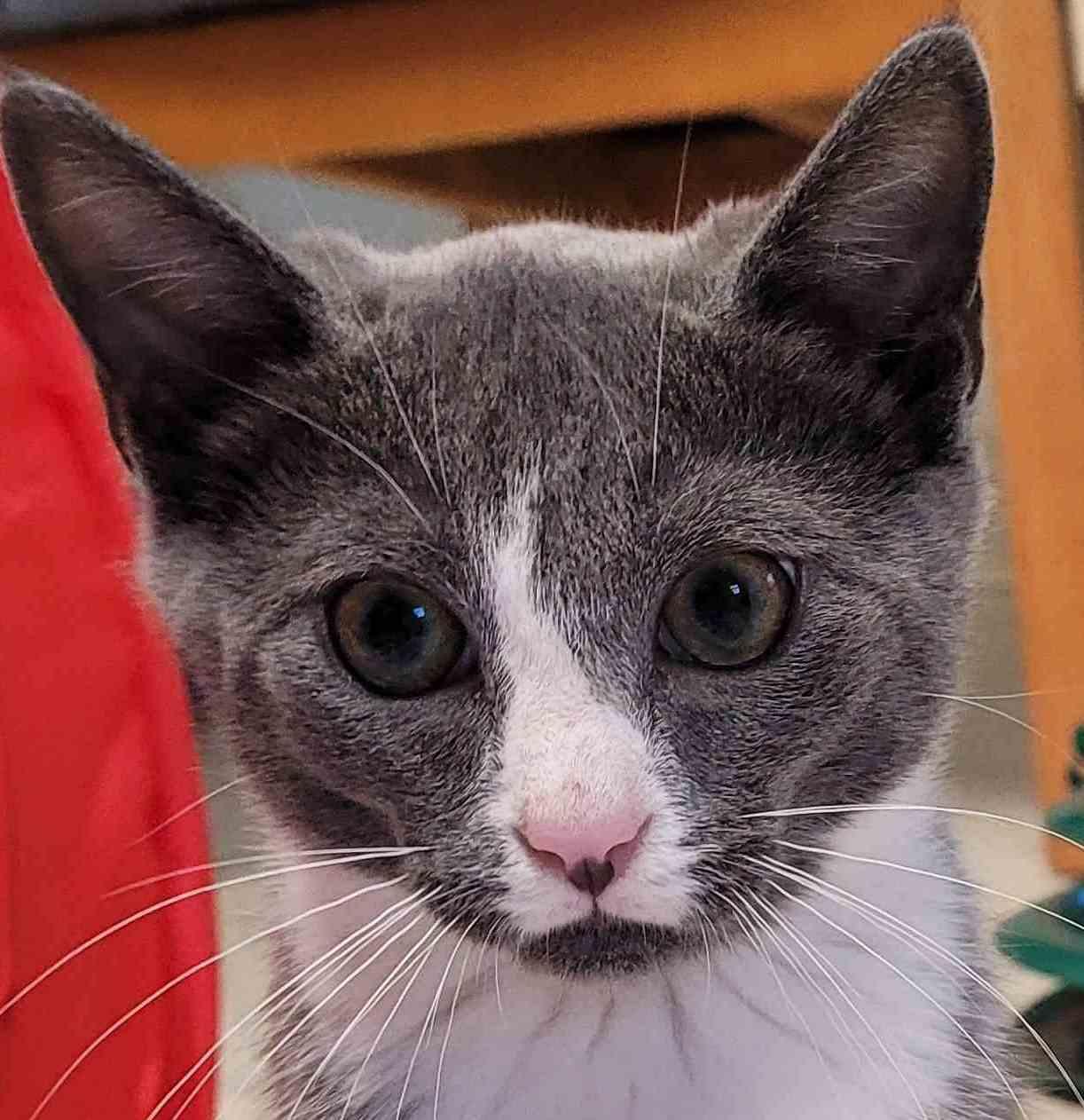 Charles and Camilla 8 months, a Adoptable Domestic Short Hair in Sterling, MA image 3/3