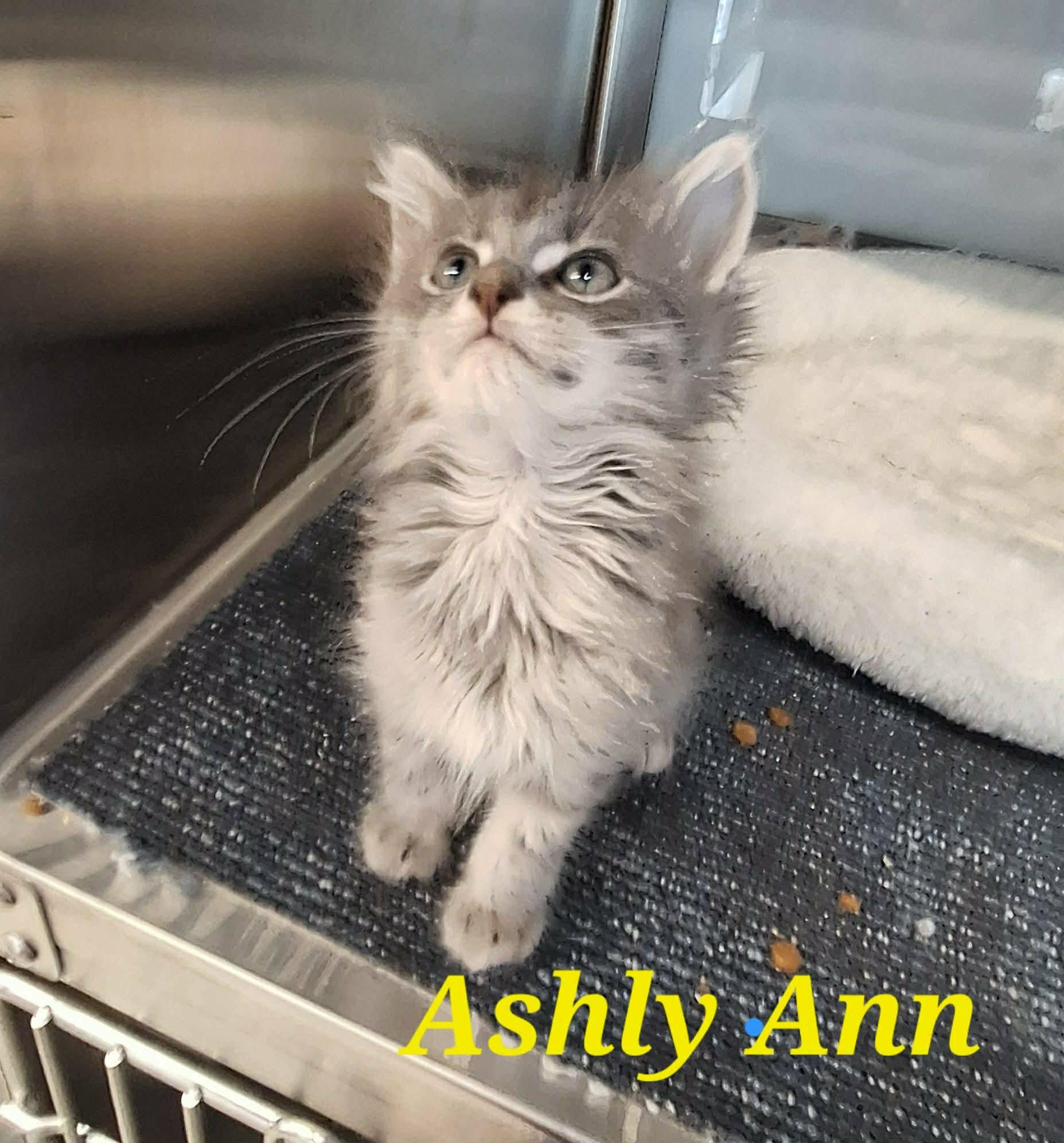 Ashly Ann, Adopted, Kitten Female Domestic Medium Hair.