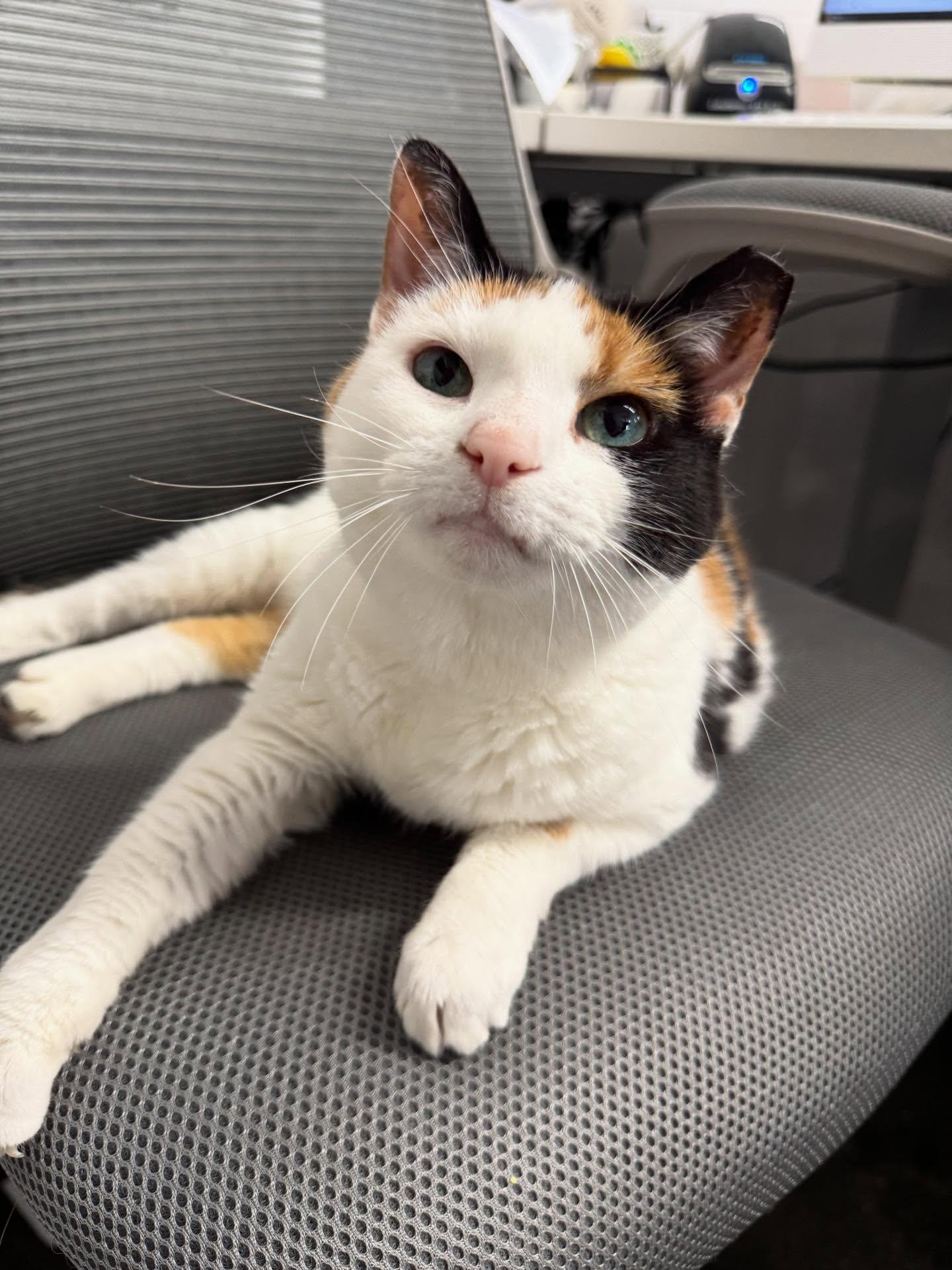 Pamela, Adoptable, Senior Female Domestic Short Hair.