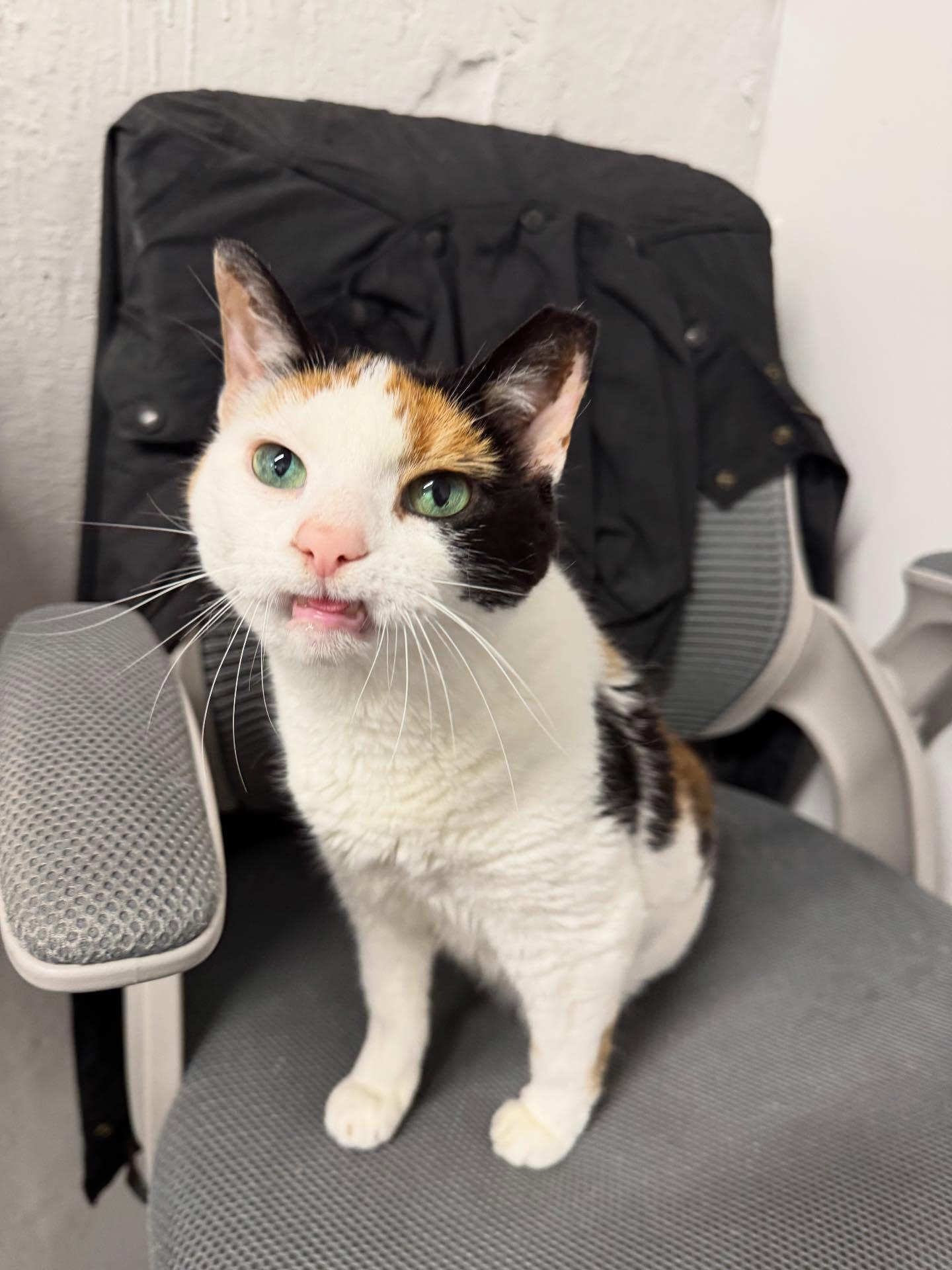 Enlarge Pamela, a Adoptable Domestic Short Hair in Philadelphia, PA image 2/5