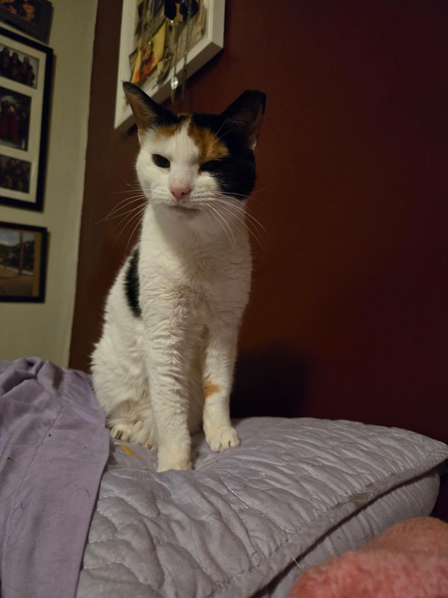 Enlarge Pamela, a Adoptable Domestic Short Hair in Philadelphia, PA image 3/5