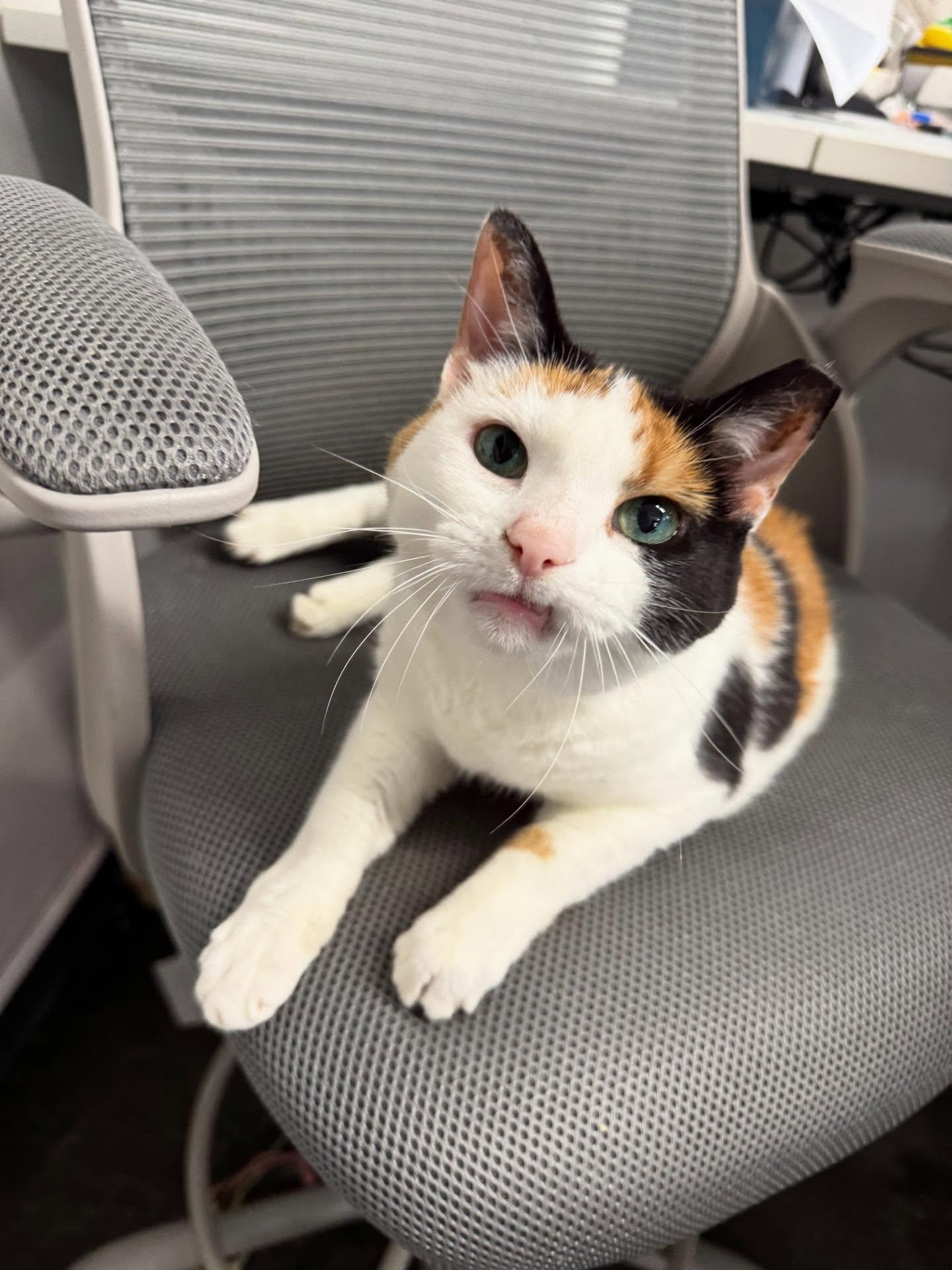 Enlarge Pamela, a Adoptable Domestic Short Hair in Philadelphia, PA image 4/5