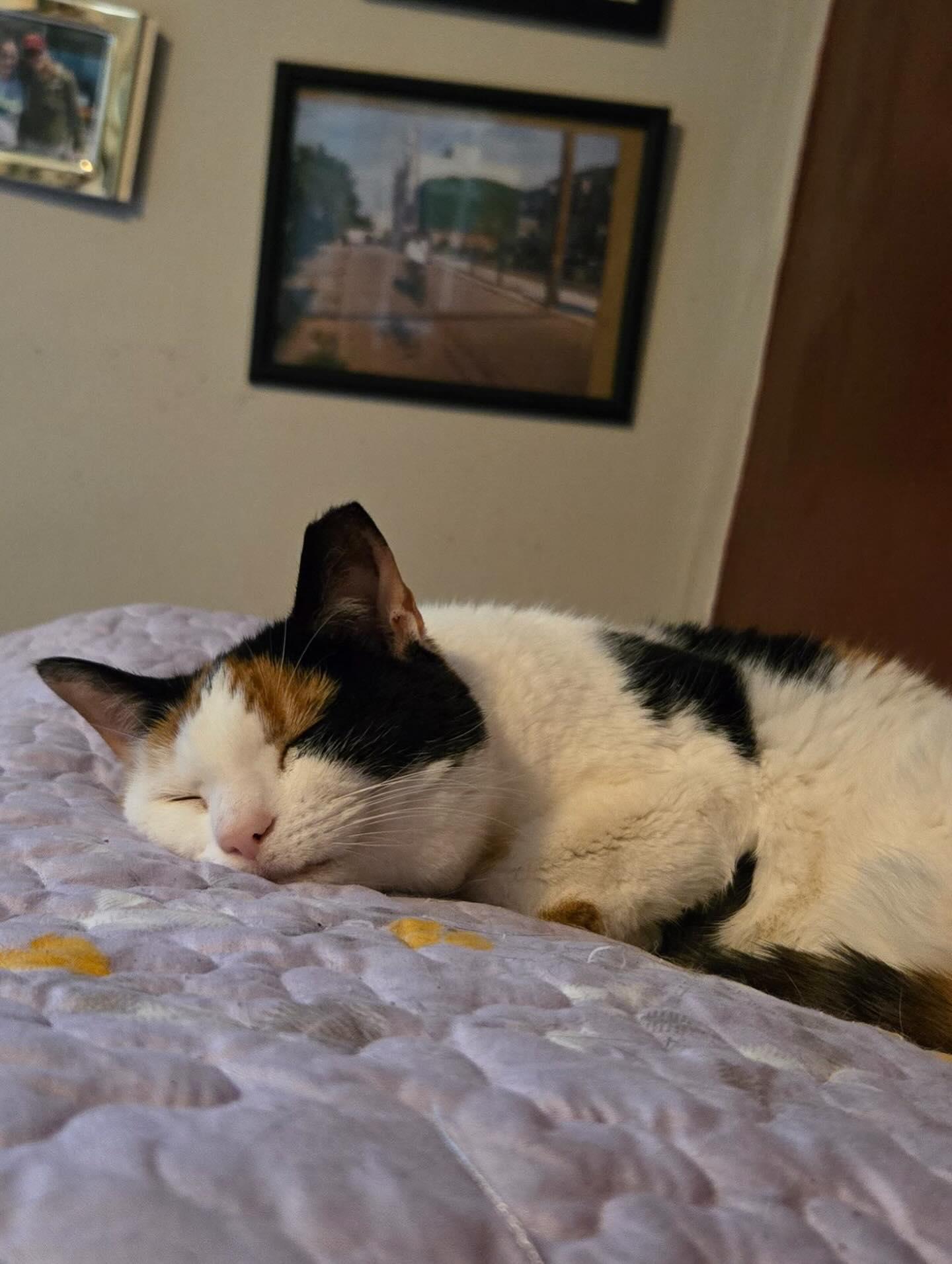 Enlarge Pamela, a Adoptable Domestic Short Hair in Philadelphia, PA image 5/5