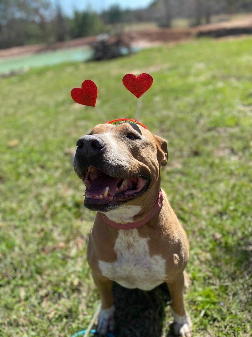 Vegas, Adoptable, Adult Male Pit Bull Terrier.