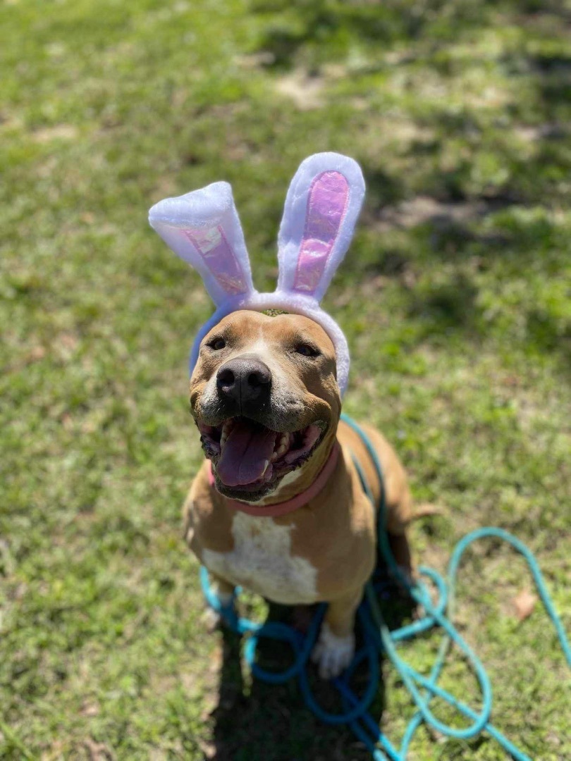 Enlarge Vegas, a Adoptable mixed breed in Lisbon, CT image 3/6