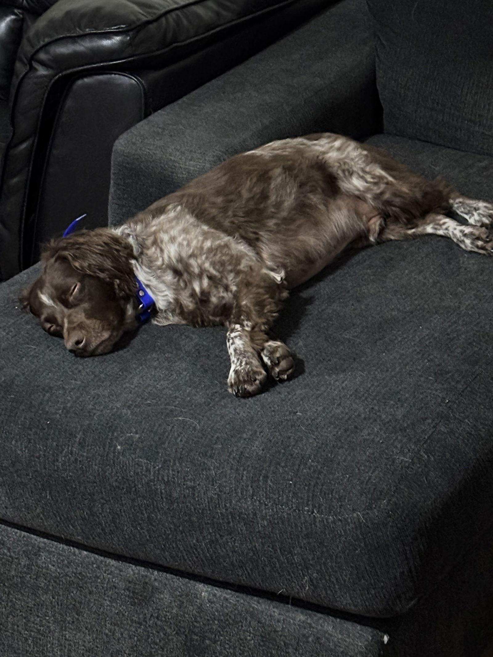 CO/Archibald "Archie", Adoptable, Adult Male Brittany Spaniel.