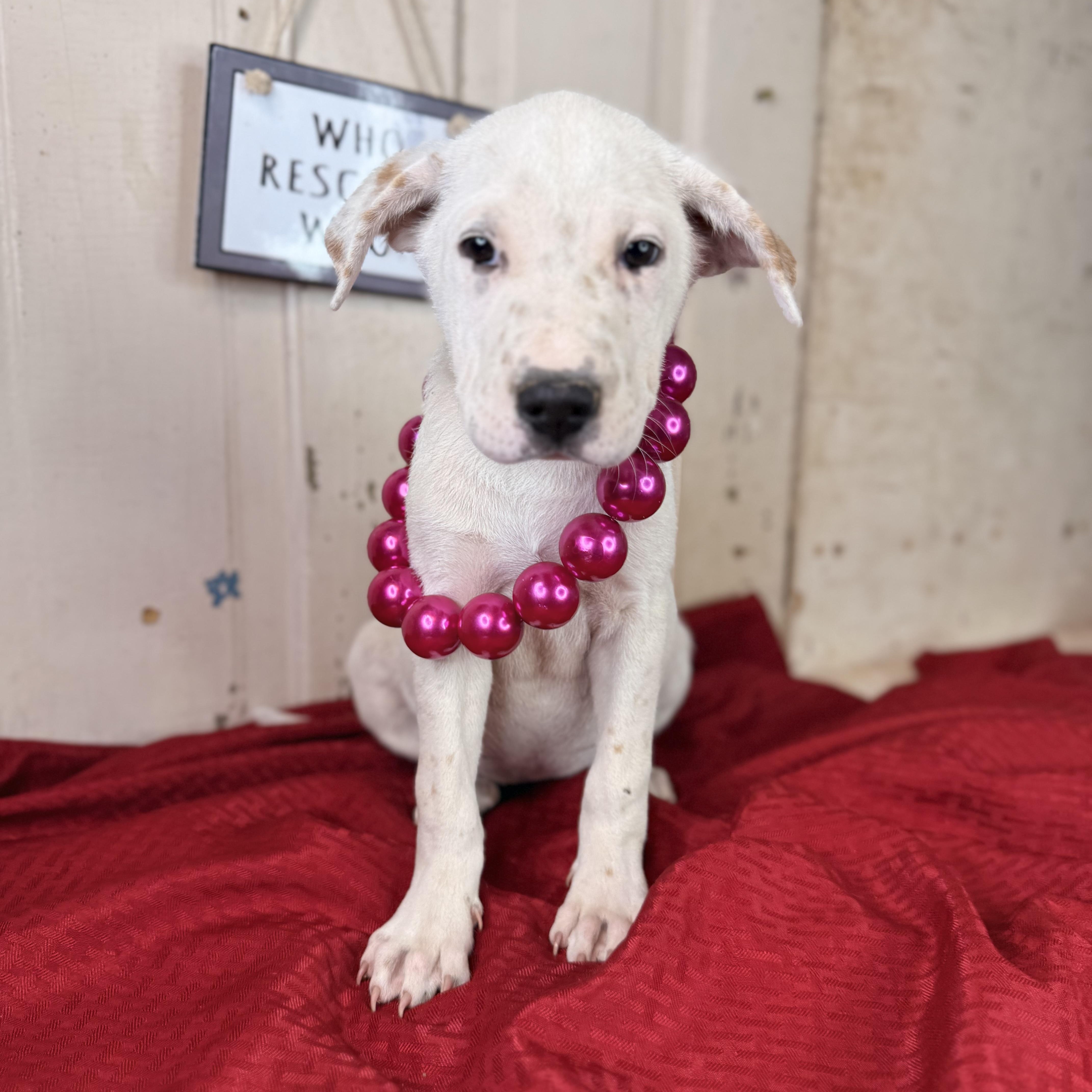 Marshmallow, Adoptable, Puppy Female Shar-Pei & Jack Russell Terrier.