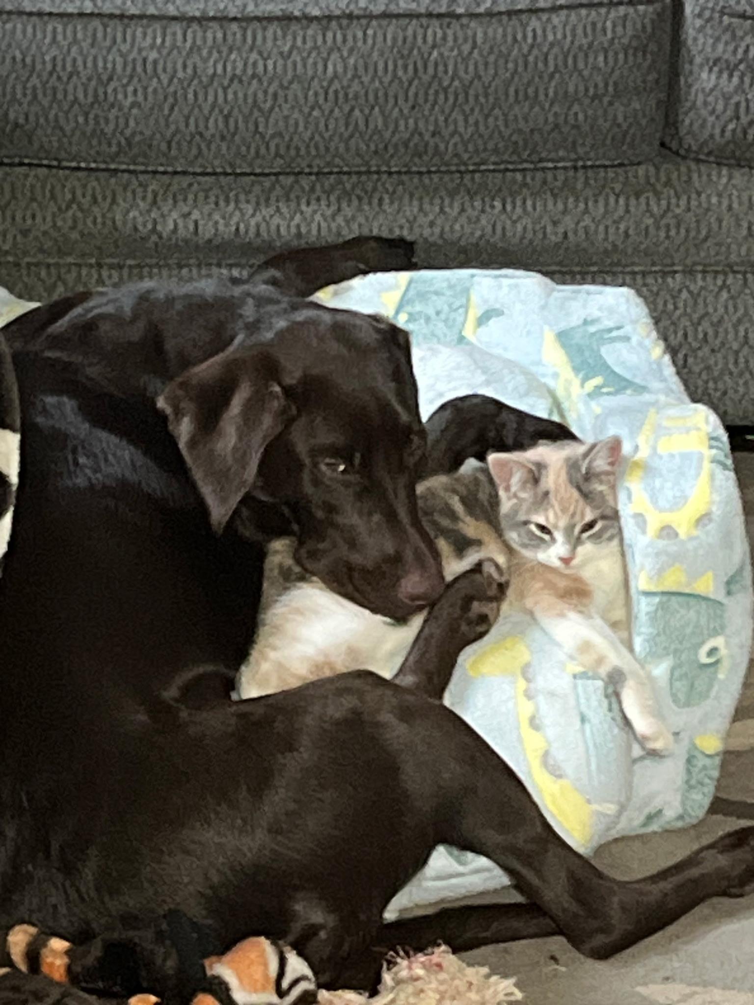 12 MONTHS OLD, a ADOPTABLE Chocolate Labrador Retriever in Northwood, OH image 2/2