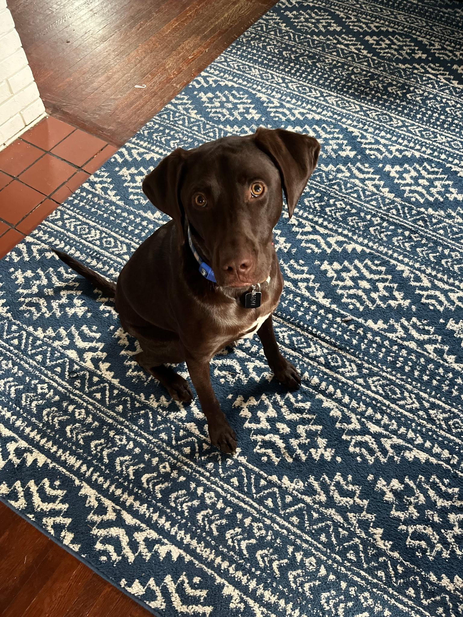 12 MONTHS OLD, ADOPTABLE, Young Male Chocolate Labrador Retriever.