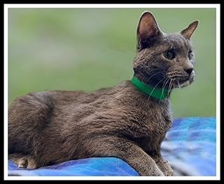 Enlarge TWENTY, a Adoptable Domestic Short Hair in Peoria, IL image 1/1