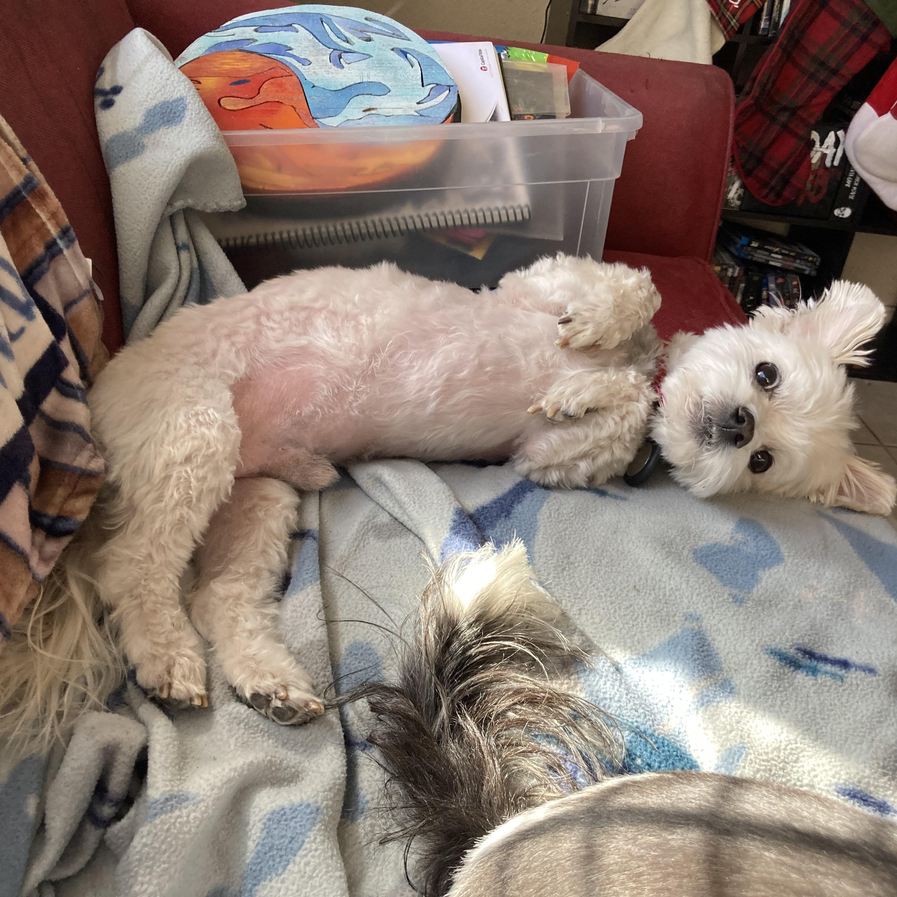 Cotton, Adoptable, Adult Male Coton de Tulear.