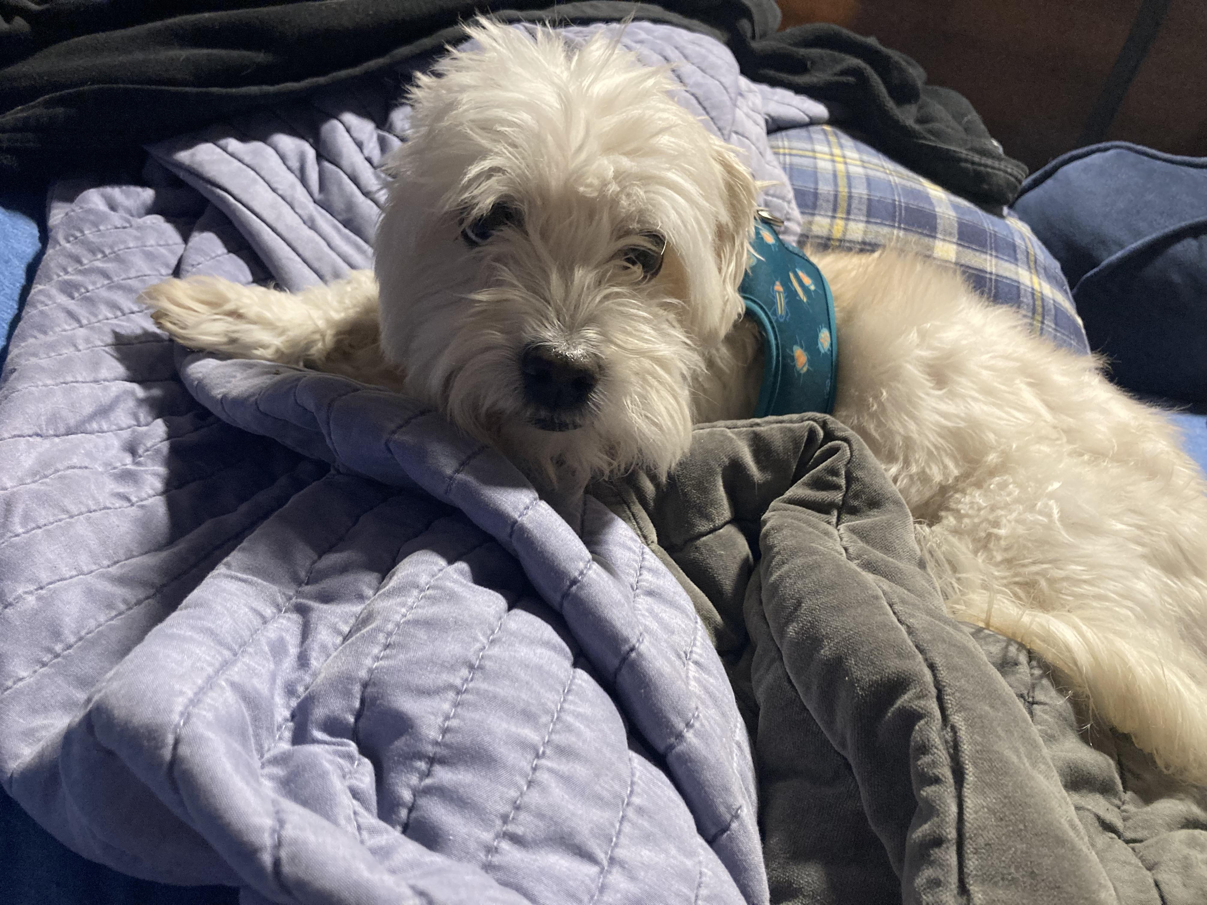 Cotton, Adoptable, Adult Male Coton de Tulear.