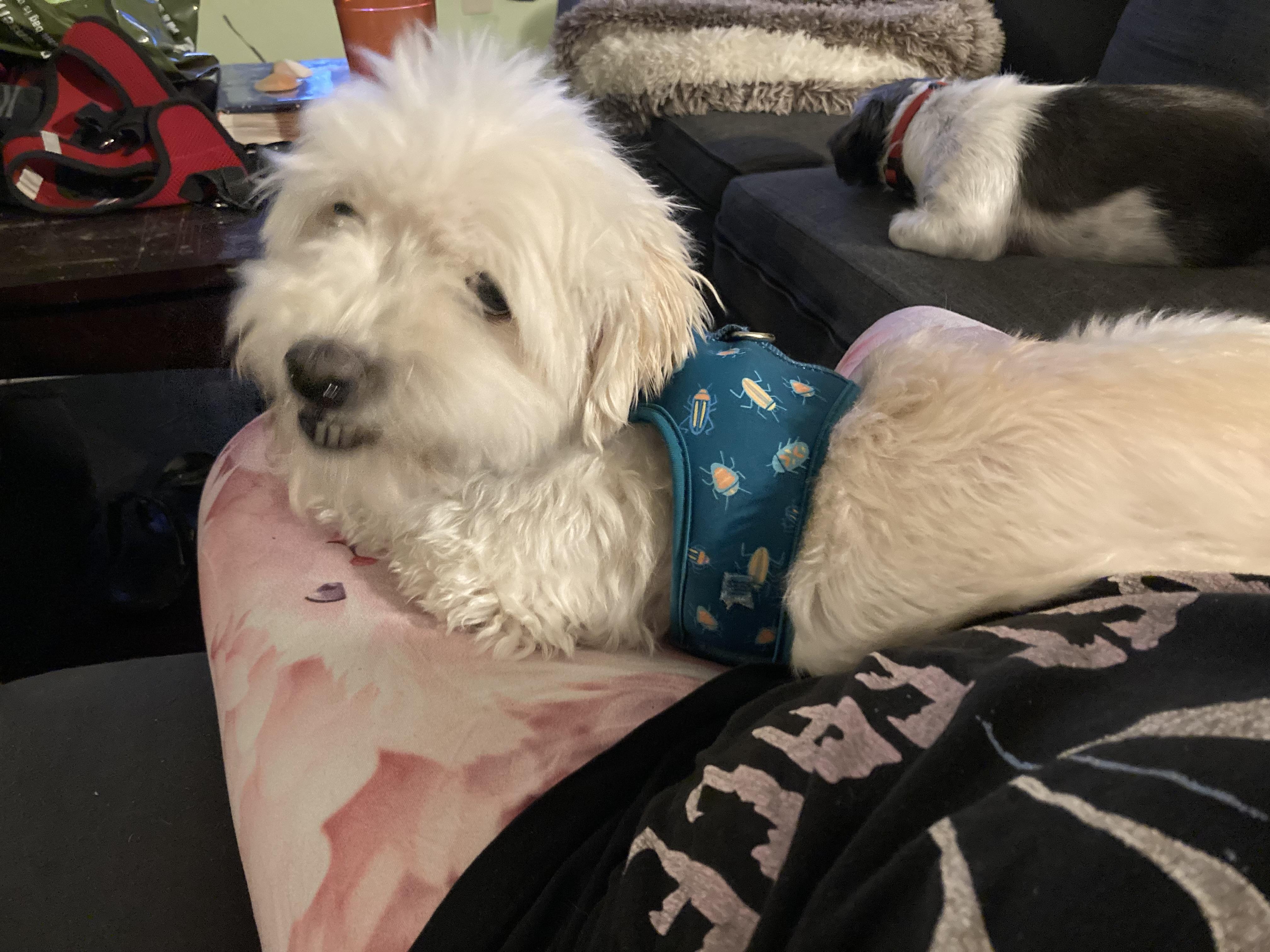 Enlarge Cotton, a Adoptable Coton de Tulear in Austin, TX image 2/2