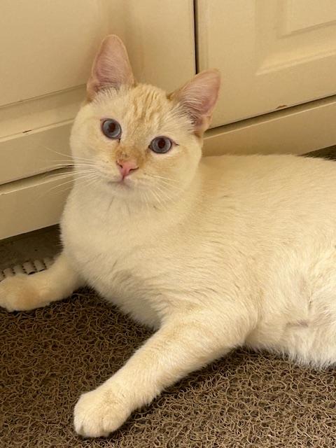 Enlarge Kingston, a ADOPTABLE Domestic Short Hair in Denver, CO image 2/6