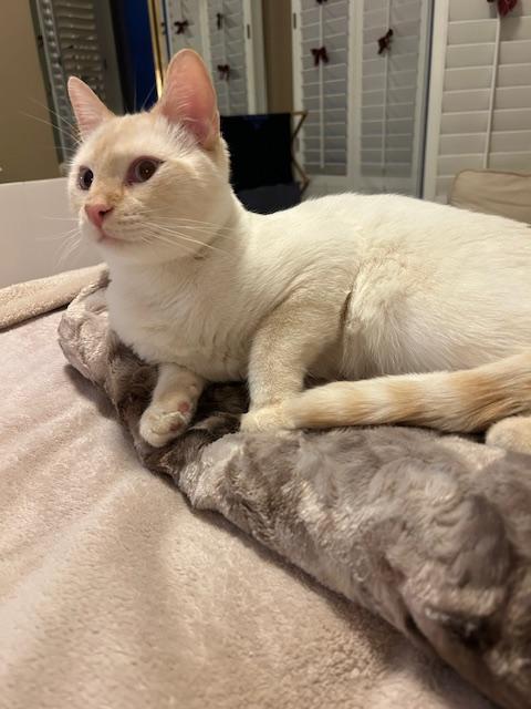 Enlarge Kingston, a ADOPTABLE Domestic Short Hair in Denver, CO image 6/6