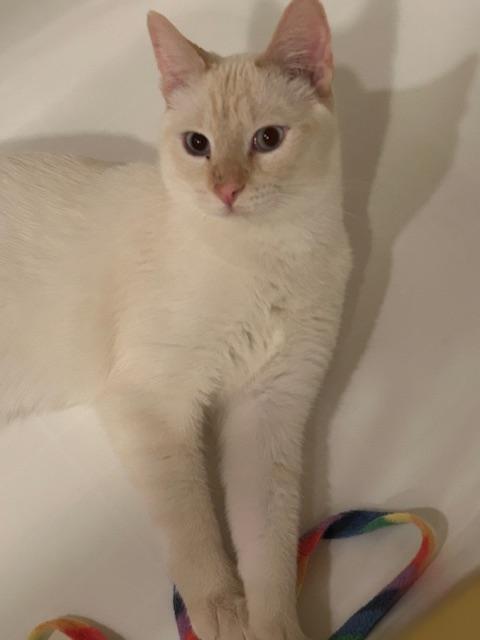 Enlarge Kingston, a ADOPTABLE Domestic Short Hair in Denver, CO image 3/6