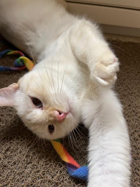 Enlarge Kingston, a ADOPTABLE Domestic Short Hair in Denver, CO image 1/6