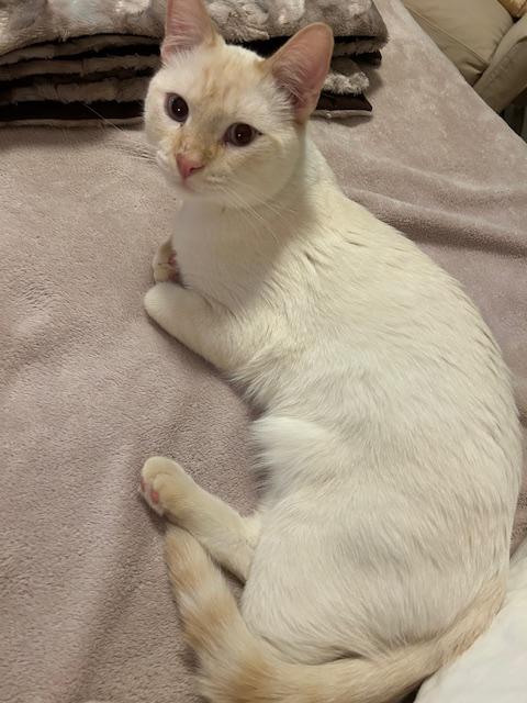 Enlarge Kingston, a ADOPTABLE Domestic Short Hair in Denver, CO image 5/6