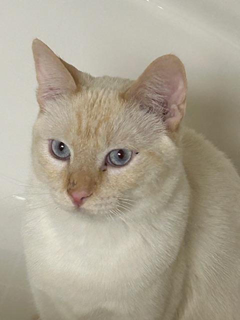 Enlarge Kingston, a ADOPTABLE Domestic Short Hair in Denver, CO image 4/6