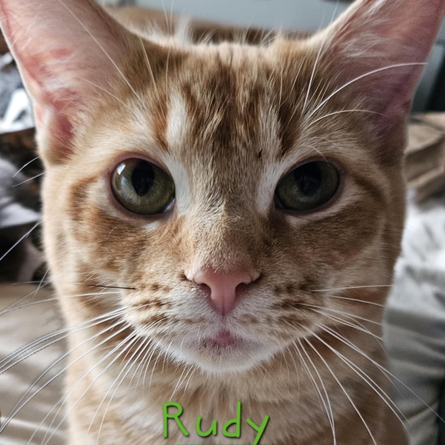 Enlarge Rudy - A Happy-Go-Lucky Boy!, an adoptable Tabby in Hamilton, ON image 2/5