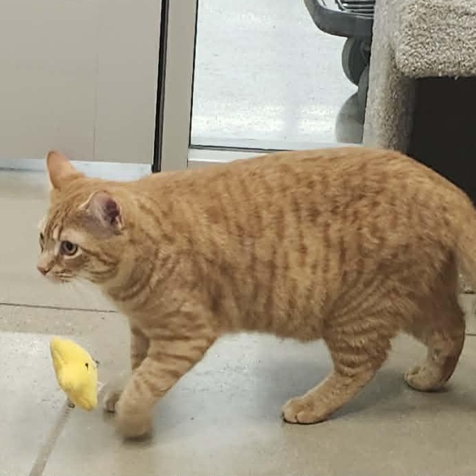 Enlarge Rudy - A Happy-Go-Lucky Boy!, an adoptable Tabby in Hamilton, ON image 3/5