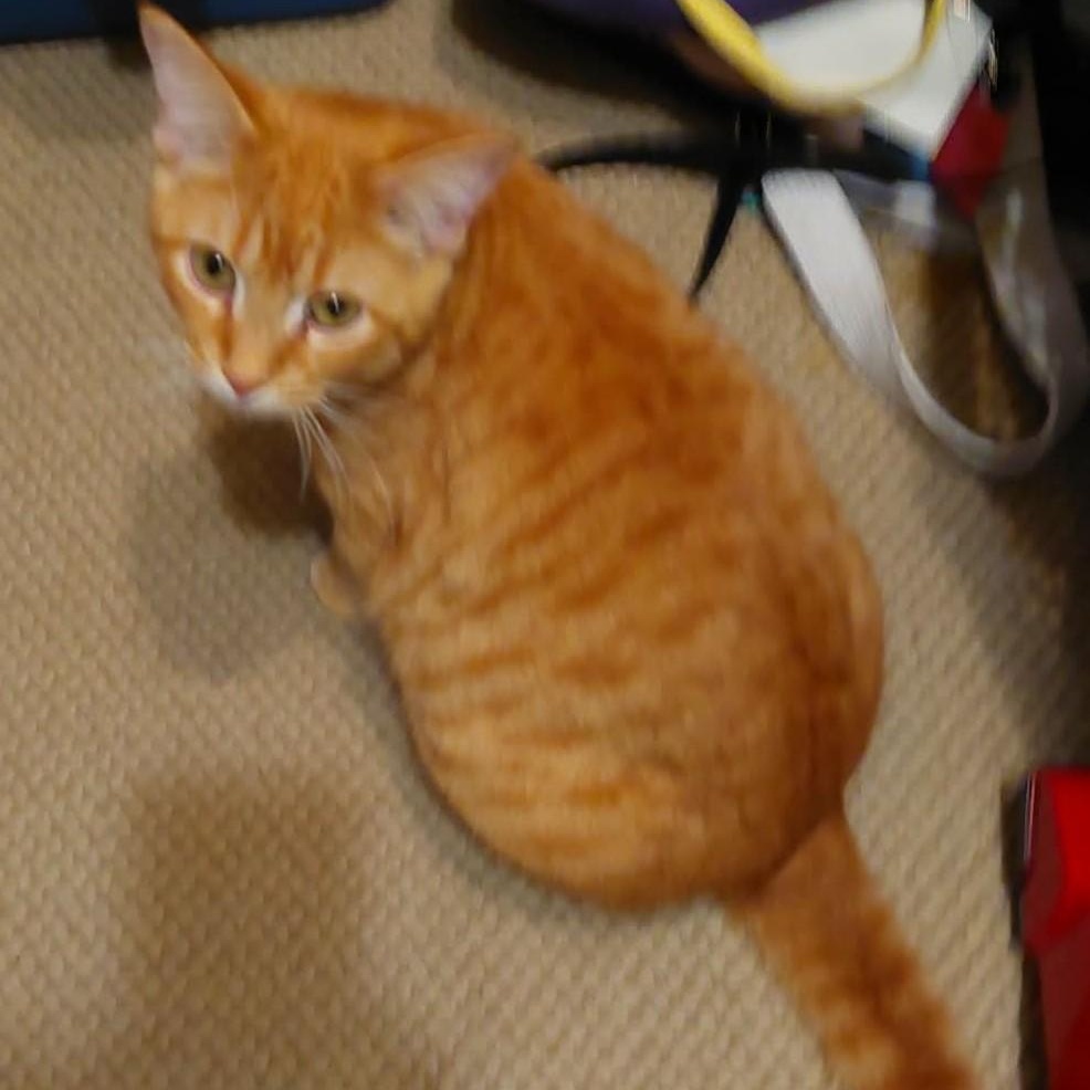 Enlarge Rudy - A Happy-Go-Lucky Boy!, an adoptable Tabby in Hamilton, ON image 4/5