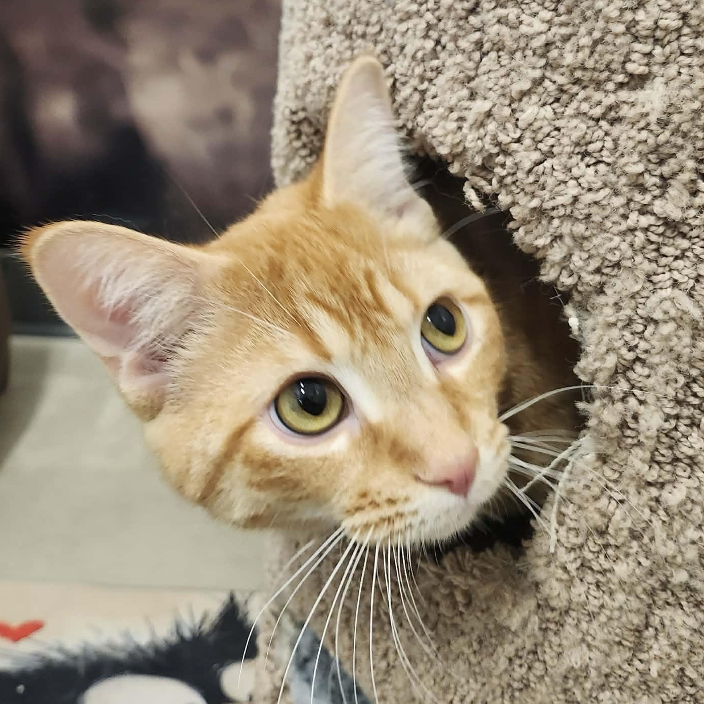 Enlarge Rudy - A Happy-Go-Lucky Boy!, an adoptable Tabby in Hamilton, ON image 1/5