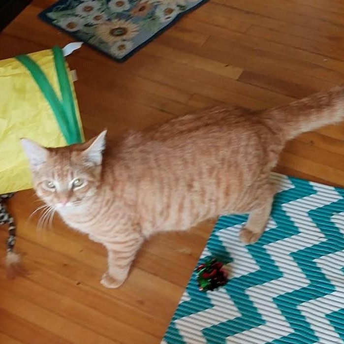 Enlarge Rudy - A Happy-Go-Lucky Boy!, an adoptable Tabby in Hamilton, ON image 5/5