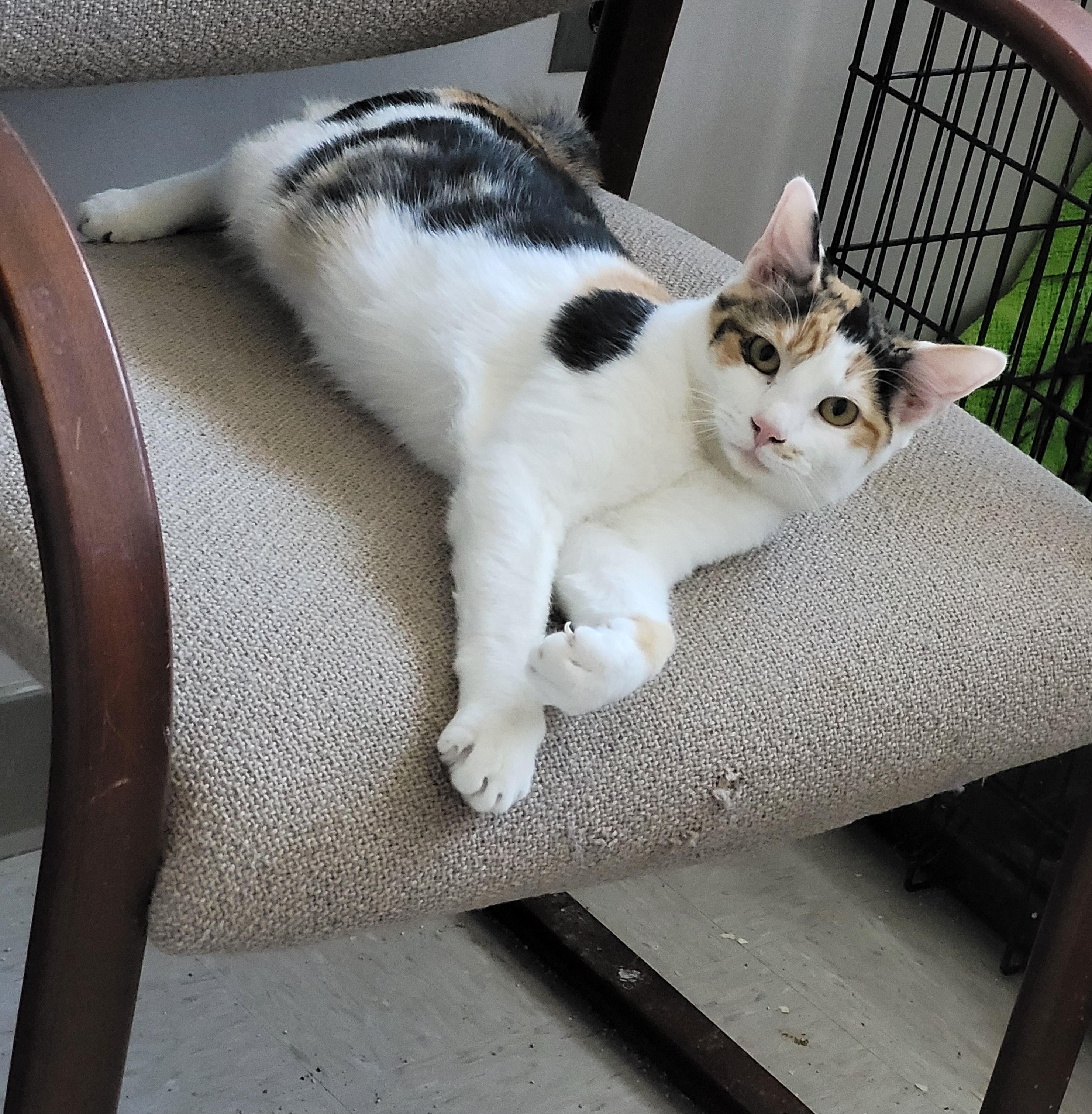 Gracie, adopted, Kitten Female Calico.