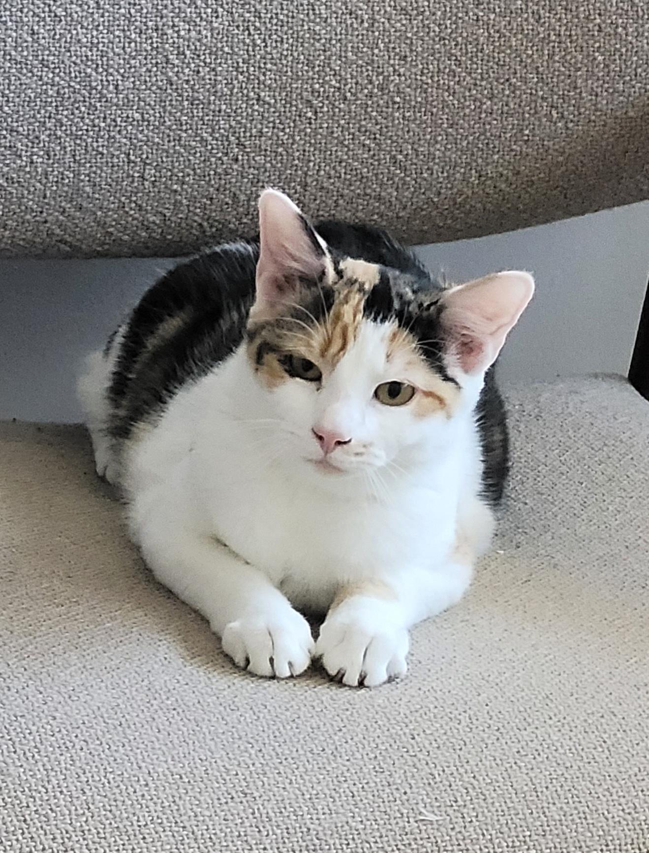 Enlarge Gracie, an adopted Calico in Shelbyville, TN image 2/2