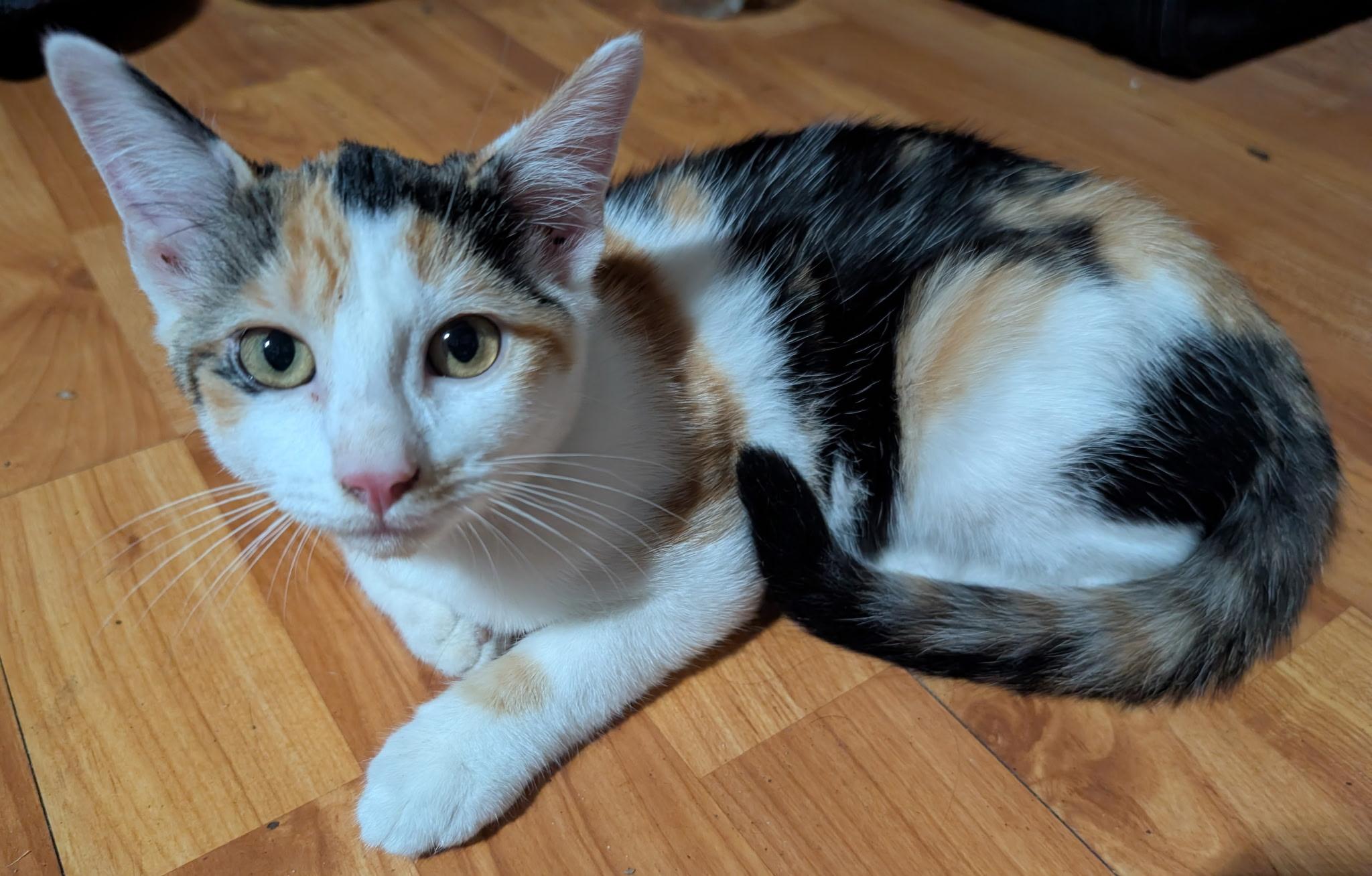 Gracie, ADOPTABLE, Kitten Female Calico.