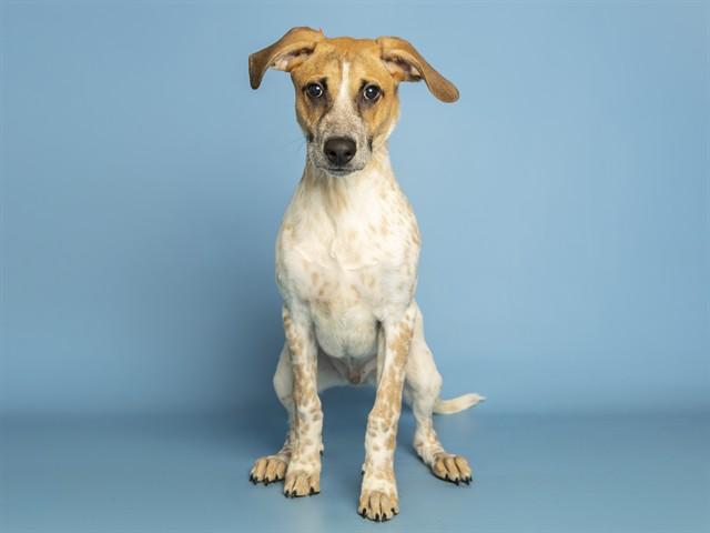 JASPER, Adoptable, Puppy Male Australian Cattle Dog / Blue Heeler & Mixed Breed.