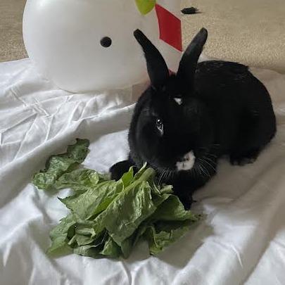 Enlarge Chip Skylark-In Foster-See My Video!, a Adoptable American in Springfield, MA image 1/5