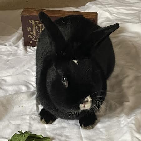 Enlarge Chip Skylark-In Foster-See My Video!, a Adoptable American in Springfield, MA image 2/5