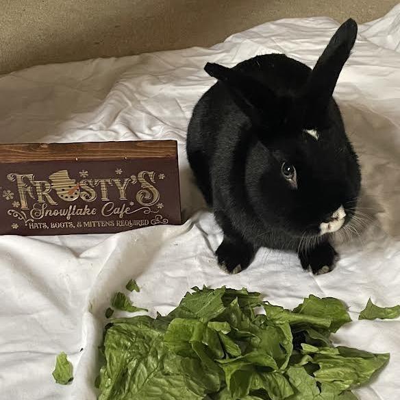 Enlarge Chip Skylark-In Foster-See My Video!, a Adoptable American in Springfield, MA image 3/5