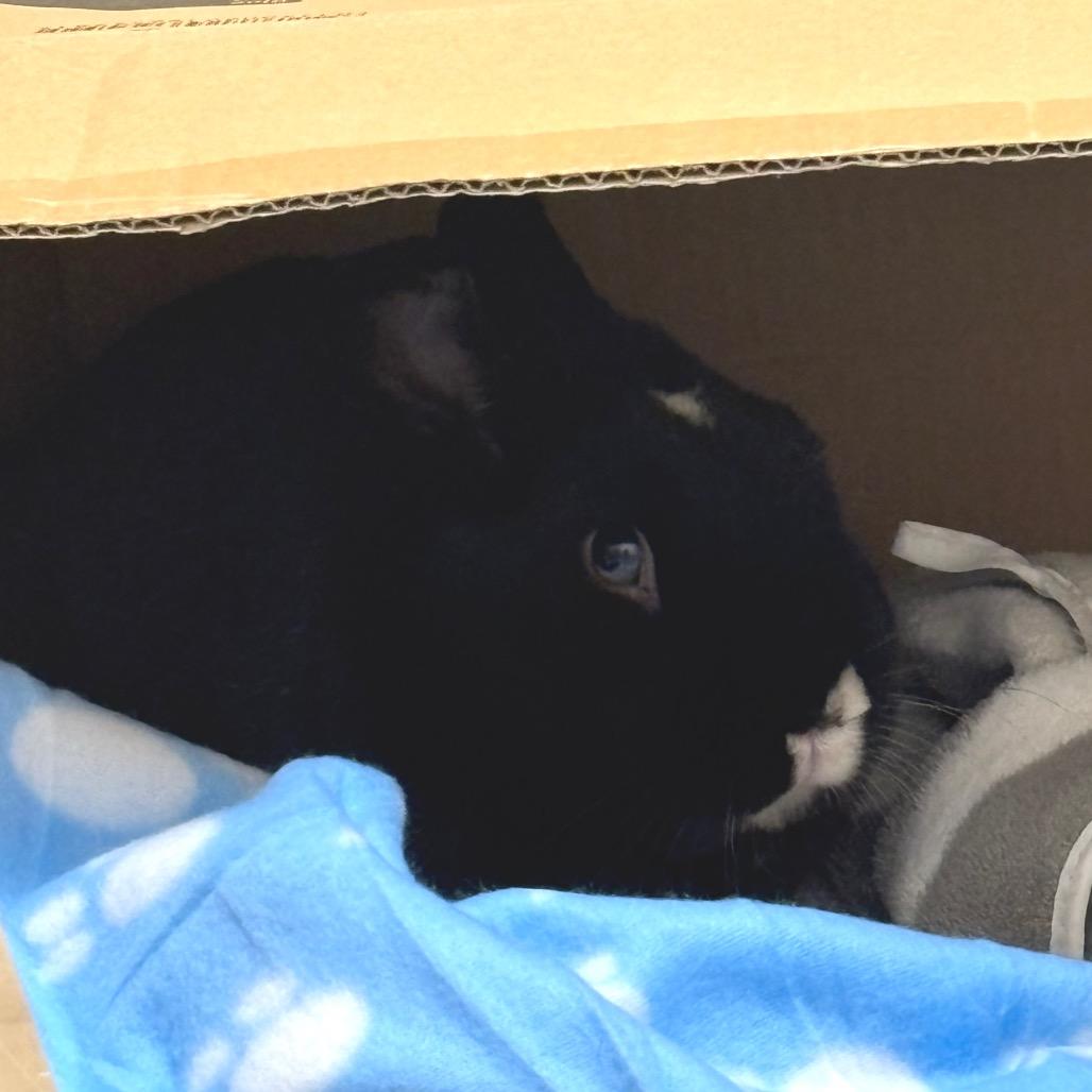 Enlarge Chip Skylark-In Foster-See My Video!, a Adoptable American in Springfield, MA image 4/5