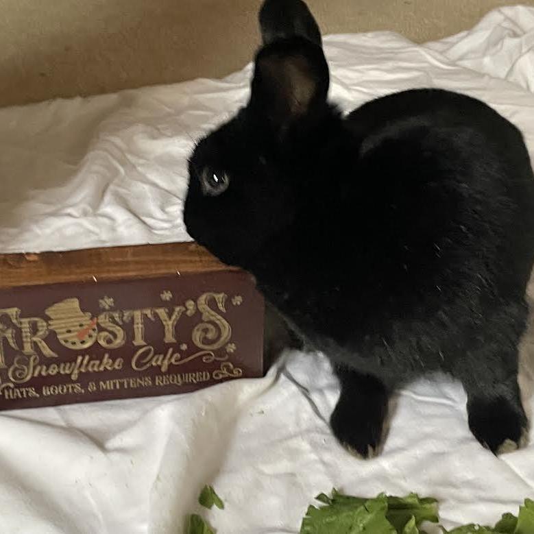 Enlarge Chip Skylark-In Foster-See My Video!, a Adoptable American in Springfield, MA image 5/5