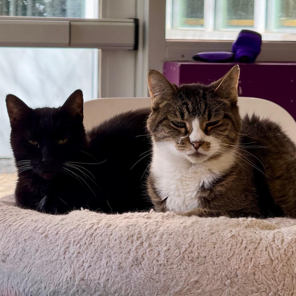 Enlarge Black Bart - Czarek, a Adoptable Domestic Short Hair in Chicago, IL image 1/2