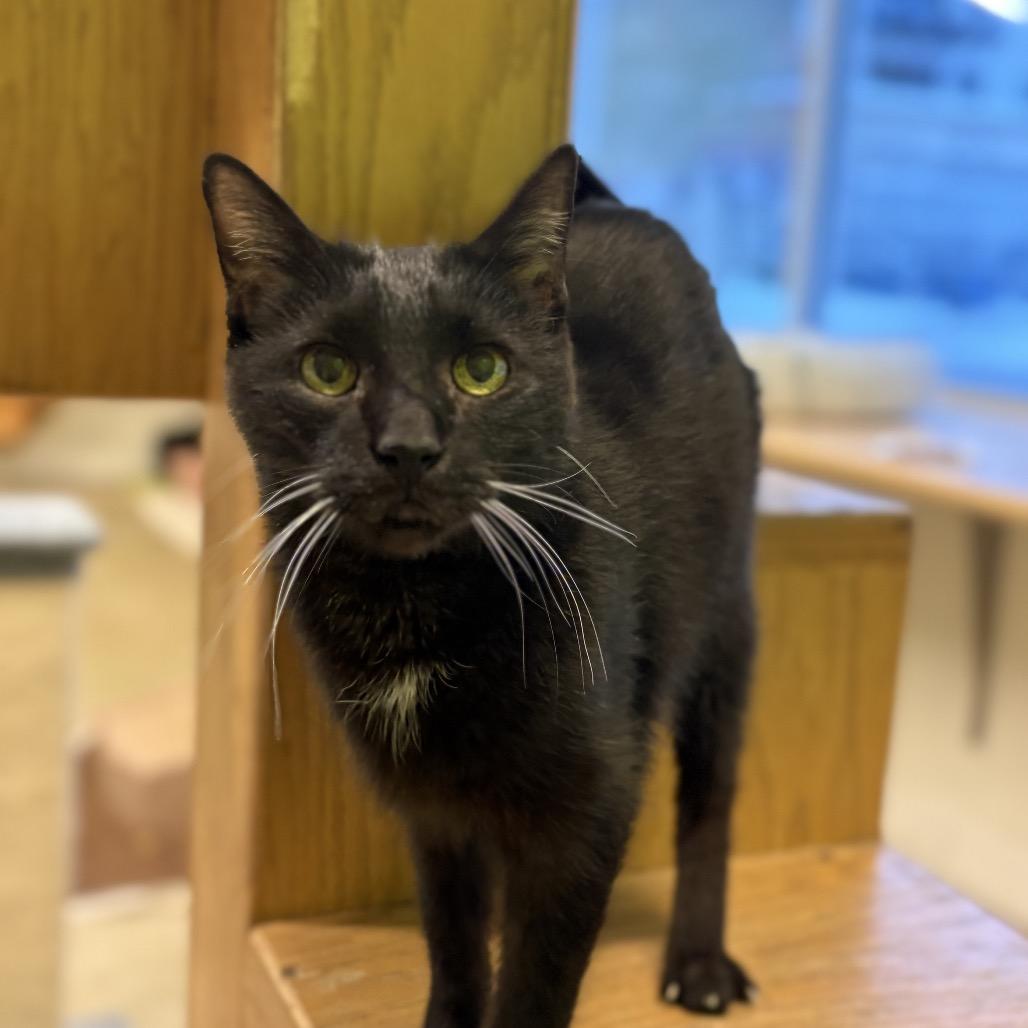 Enlarge Black Bart - Czarek, a Adoptable Domestic Short Hair in Chicago, IL image 2/2