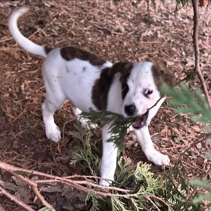 Enlarge Alvin, a Adoptable mixed breed in Fort Mill, SC image 1/6