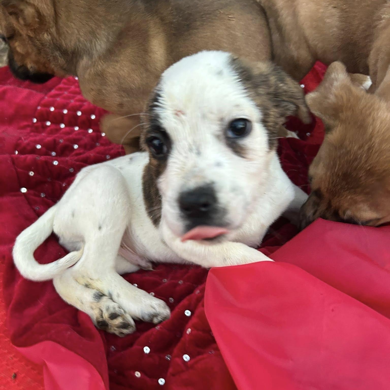 Enlarge Alvin, a Adoptable mixed breed in Fort Mill, SC image 2/6