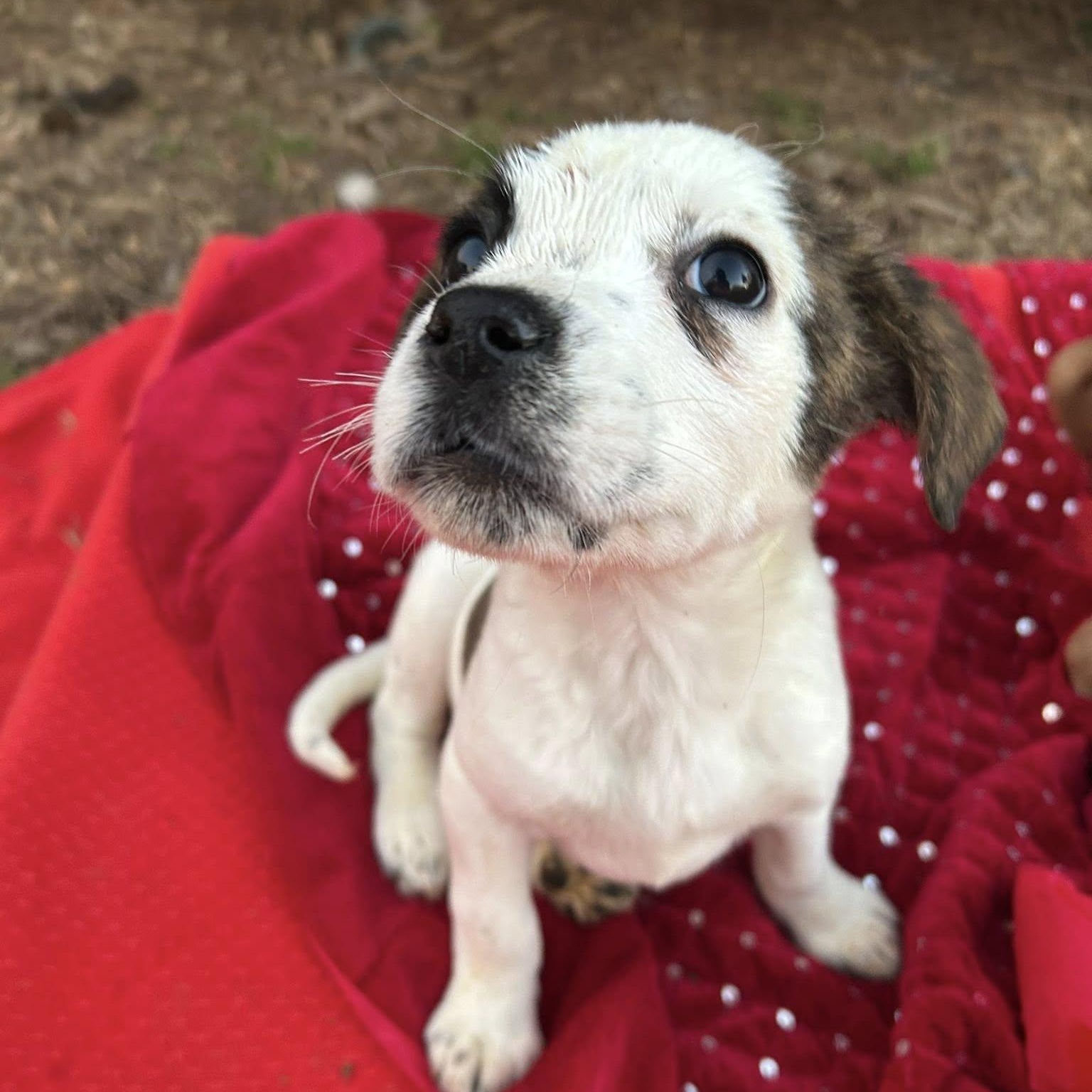 Enlarge Alvin, a Adoptable mixed breed in Fort Mill, SC image 5/6