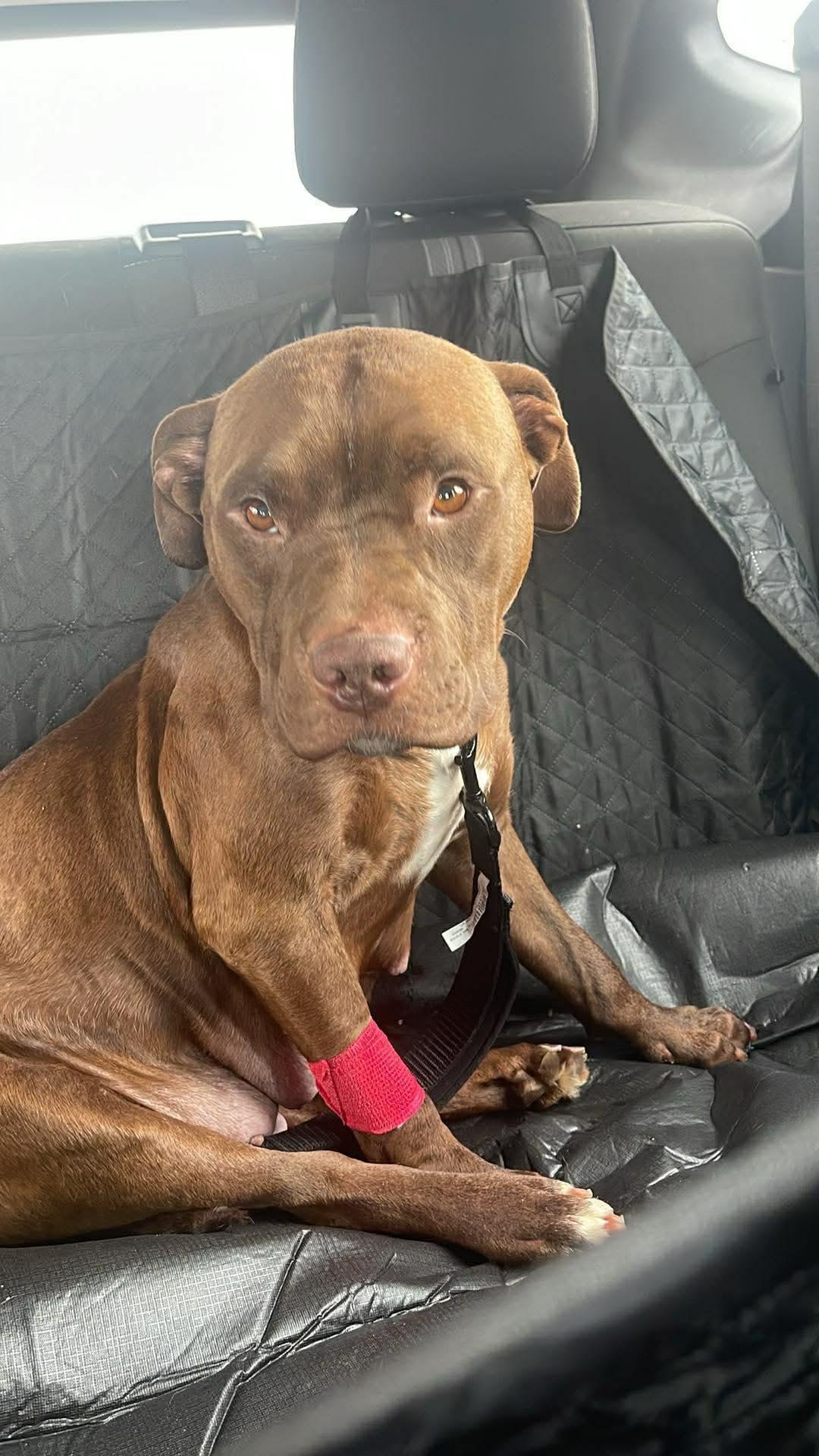 Enlarge Gigi, a ADOPTABLE mixed breed in Pleasant Ridge, MI image 4/5