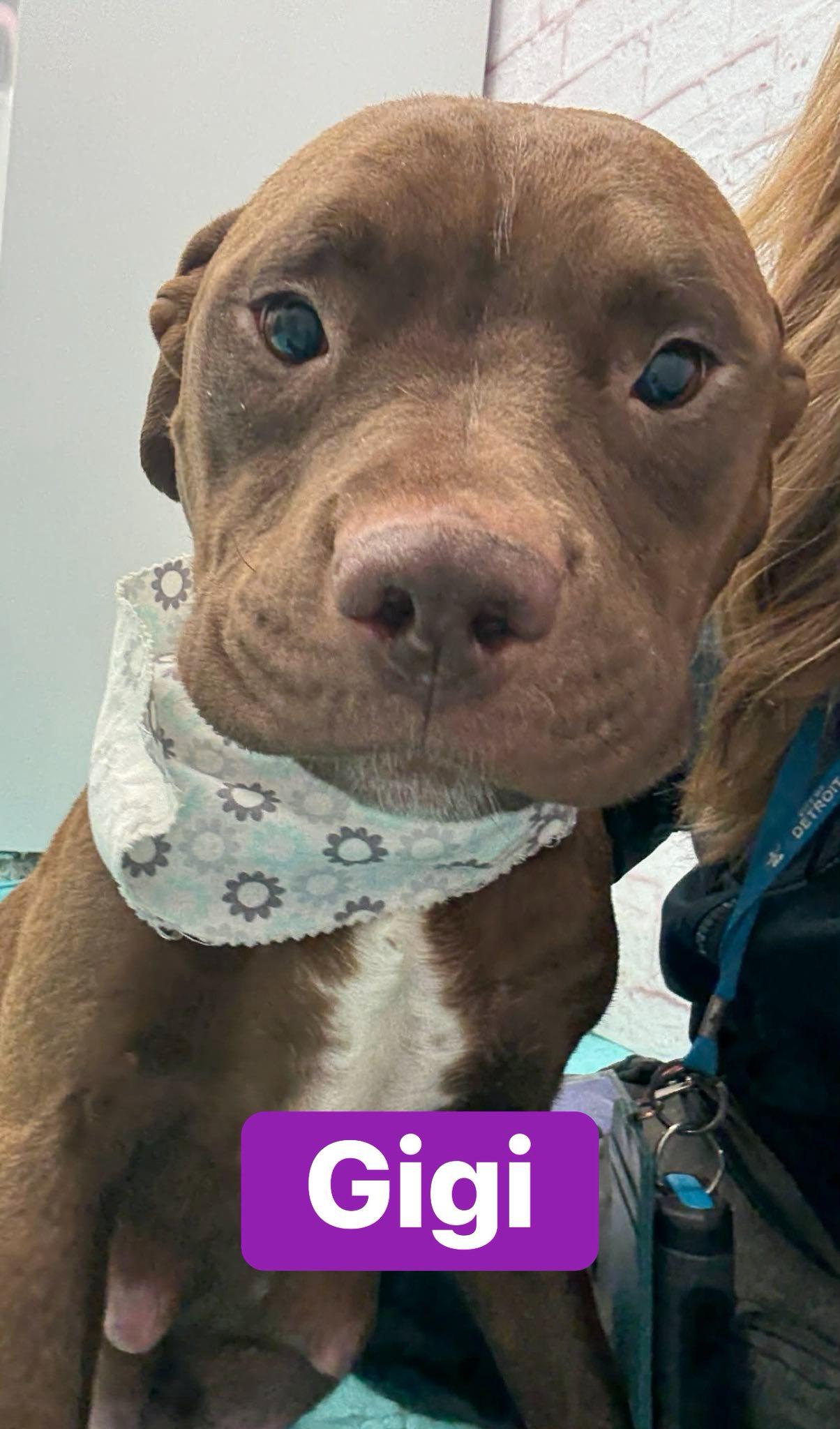 Enlarge Gigi, a ADOPTABLE mixed breed in Pleasant Ridge, MI image 5/5