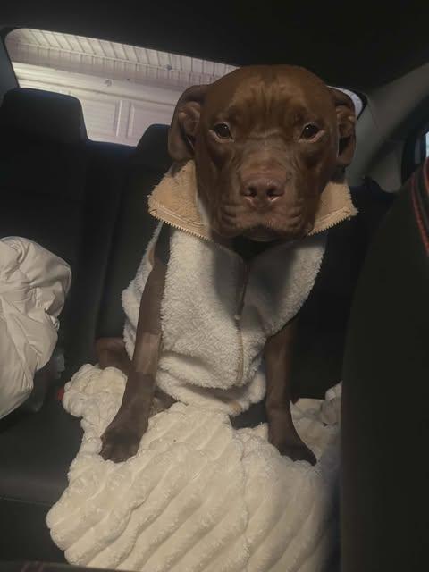 Gigi, ADOPTABLE, Young Female Pit Bull Terrier.