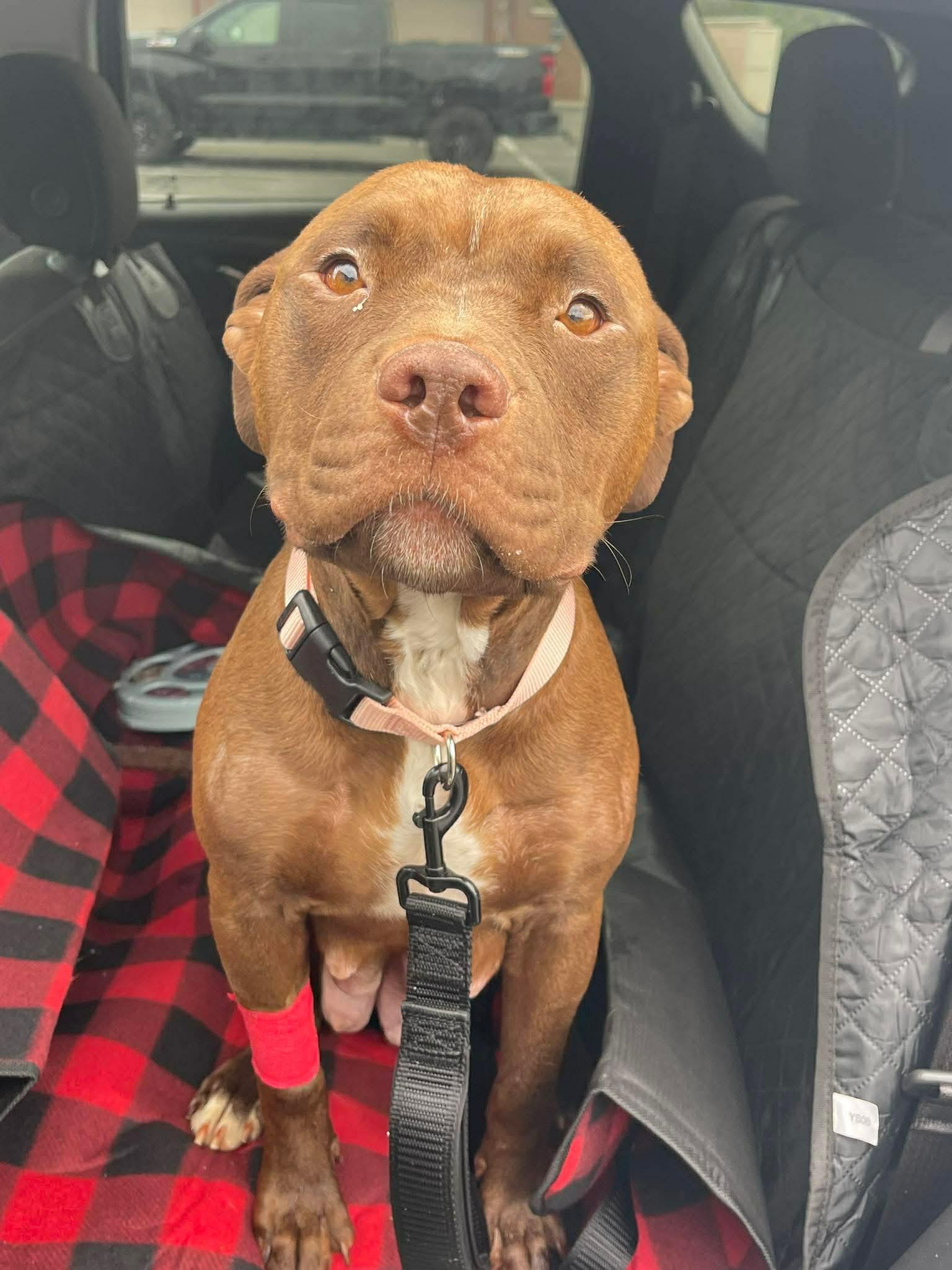 Enlarge Gigi, a ADOPTABLE mixed breed in Pleasant Ridge, MI image 2/5